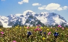 Abenteuer Wildnis | TV-Programm von BR