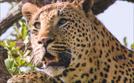 Afrikas tödlichste Jäger | TV-Programm von n-tv
