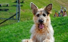 Racko - Ein Hund für alle Fälle | TV-Programm von mdr