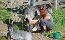 Wilde Schweiz II: Das Calancatal | TV-Programm von 3sat