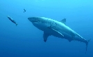 Naturkatastrophen: Wie Tiere und Pflanzen überleben | TV-Programm von arte