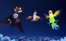 Überflieger - Kleine Vögel, großes Geklapper | TV-Programm von KiKA