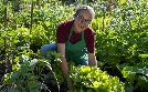 Garten und lecker | TV-Programm von RBB