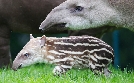 Bronx Zoo - Tierpark der Superlative | TV-Programm von TLC