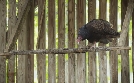 Bronx Zoo - Tierpark der Superlative | TV-Programm von TLC