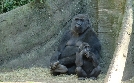 Bronx Zoo - Tierpark der Superlative | TV-Programm von TLC
