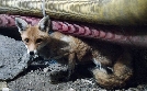 Die Tiere von der Landebahn | TV-Programm von arte
