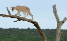 Wildkatzen und Wildhunde | TV-Programm von arte
