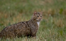 Wildkatzen & Wildhunde | TV-Programm von arte