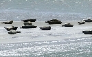 Die Halligen im Wattenmeer | TV-Programm von 3sat