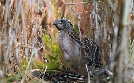 Heimat Natur | TV-Programm von arte