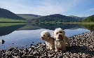 Die geheime Welt der Hunde | TV-Programm von phoenix