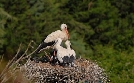 Abenteuer Wildnis | TV-Programm von BR
