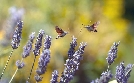 Abenteuer Wildnis | TV-Programm von BR