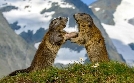 Wilde Alpen | TV-Programm von RBB