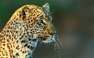 Die Leopardin | TV-Programm von arte