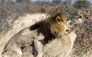 Abenteuer Wildnis | TV-Programm von BR