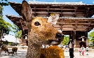 Wildes Japan | TV-Programm von 3sat