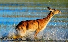 Die wilden Flüsse Afrikas | TV-Programm von phoenix