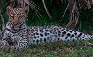 Die wilden Flüsse Afrikas | TV-Programm von phoenix