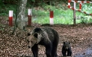 Freie Bahn für Wildtiere | TV-Programm von arte