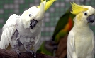 Die Tierärzte - Retter mit Herz | TV-Programm von hr