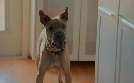 Cesar Millan: Better Human Better Dog - Bessere Menschen, bessere Hunde | TV-Programm von sixx