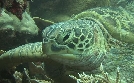 Welt der Tiere | TV-Programm von BR