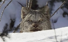 Ein Jahr in Kanadas Wildnis | TV-Programm von phoenix