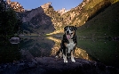 Schweizer Hundegeschichten | TV-Programm von 3sat