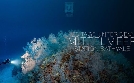 28 Tage unter dem Meer: Die Tiefsee-Tauchstation Bathyale | TV-Programm von arte