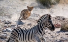 Gefährliche Wildnis | TV-Programm von n-tv