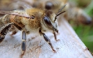 Mitbestimmung im Tierreich | TV-Programm von arte