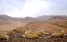 Wüstenkönige - Die Löwen der Namib | TV-Programm von phoenix