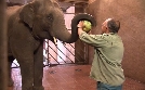 Leopard, Seebär & Co. | TV-Programm von NDR