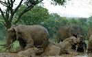 Serengeti | TV-Programm von arte