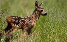 Das erste Jahr in der Wildnis: Tierkinder im Norden | TV-Programm von NDR