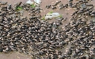Serengeti | TV-Programm von arte