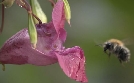 Globalisierung der Natur: Invasive Arten | TV-Programm von arte