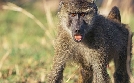 Serengeti | TV-Programm von arte