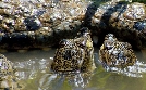 Serengeti | TV-Programm von arte