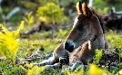 Wald der wilden Ponys  | Sa 02.05. 20:15 phoenix