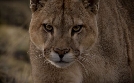 Pumas. In der Wildnis Patagoniens  | Di 05.05. 20:15 phoenix