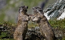 Österreich - Die Kraft des Wassers | TV-Programm von SWR