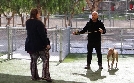 Cesar Millan: Better Human Better Dog - Bessere Menschen, bessere Hunde | TV-Programm von sixx