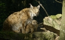 Naturerbe Österreich - Die Nationalparks | TV-Programm von 3sat