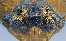 Tierische Überflieger | TV-Programm von 3sat