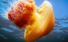 Big Pacific | TV-Programm von zdf_neo