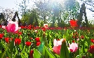 Die 30 schönsten Berliner Gartenparadiese | TV-Programm von RBB
