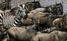 Zebras der Serengeti | TV-Programm von arte